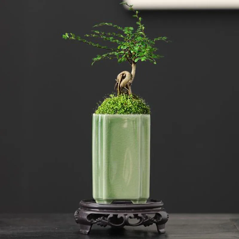Porcelain Square Celadon Glaze - đánh giá và giá Bonsai Garden Art