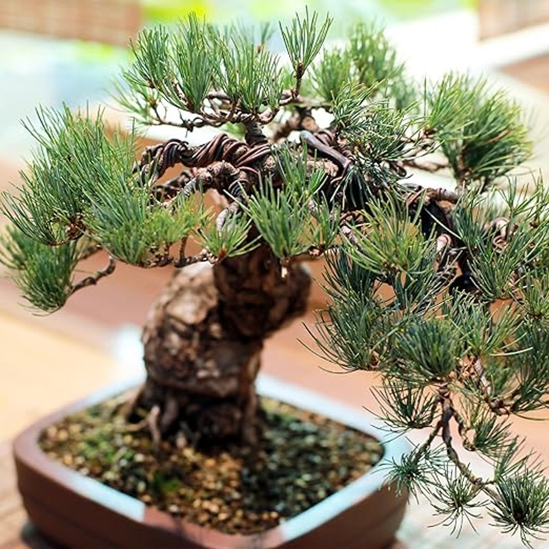 1mm Black Aluminum Bonsai Wire - đánh giá và giá Bonsai Garden Art